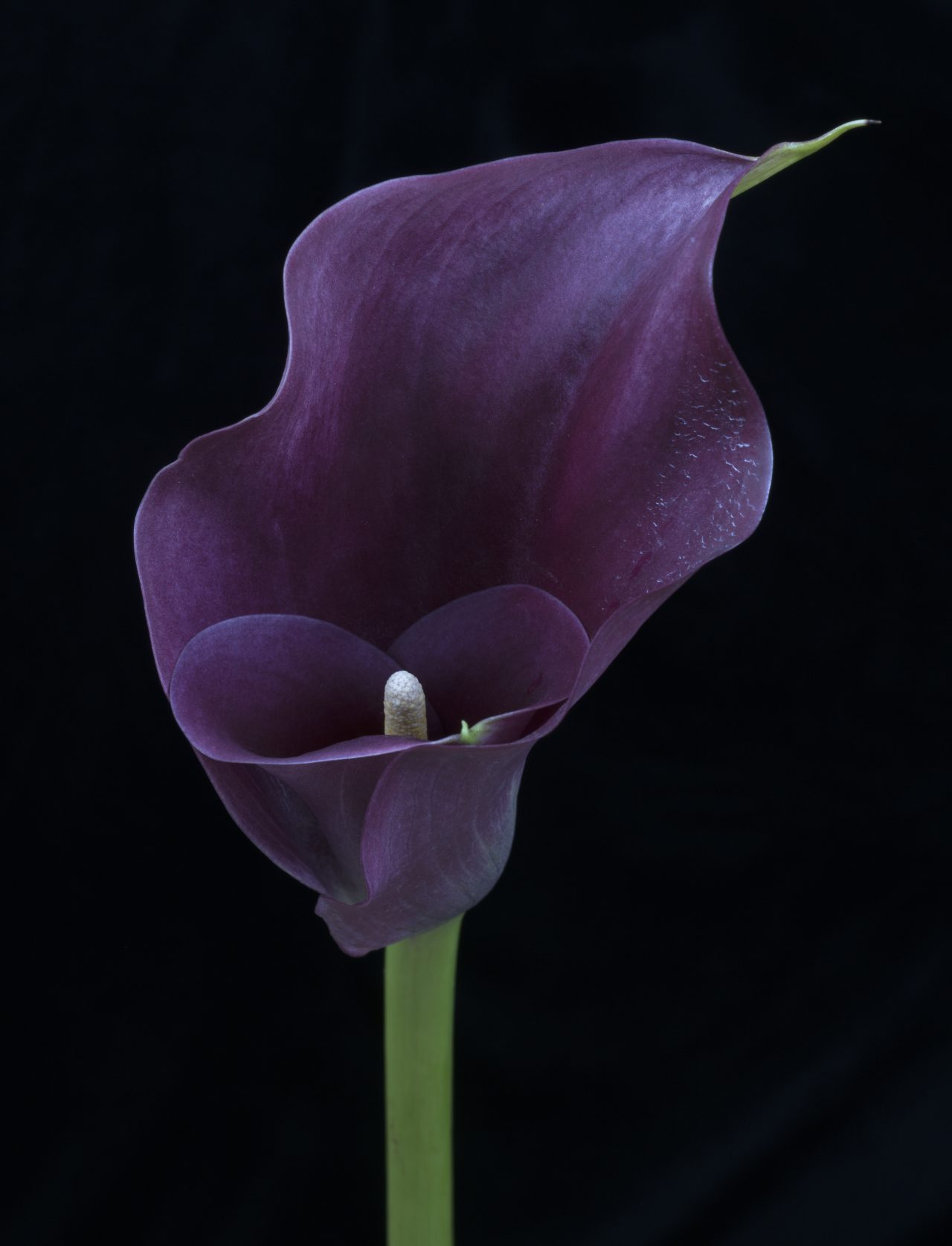 Image of a purple lily